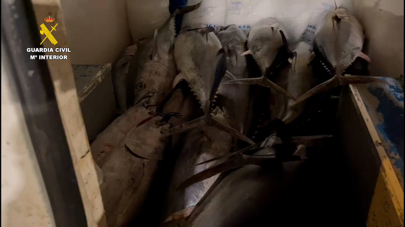 Pescado investigado.