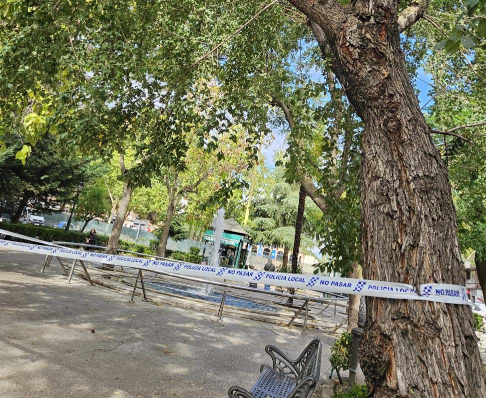 Árbol del Paseo de San Gregorio corre peligro de caer tras fuertes rachas de viento