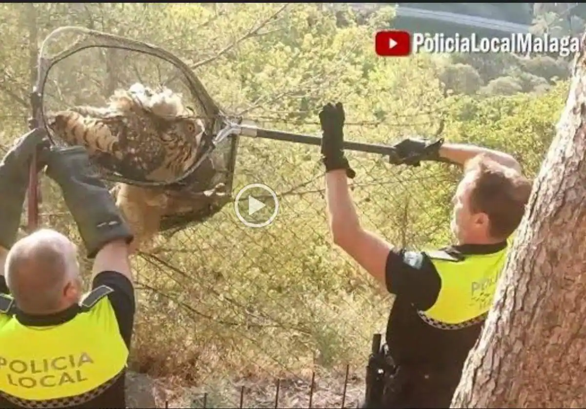 Liberan a un búho real atrapado en un alambre de espino en Málaga