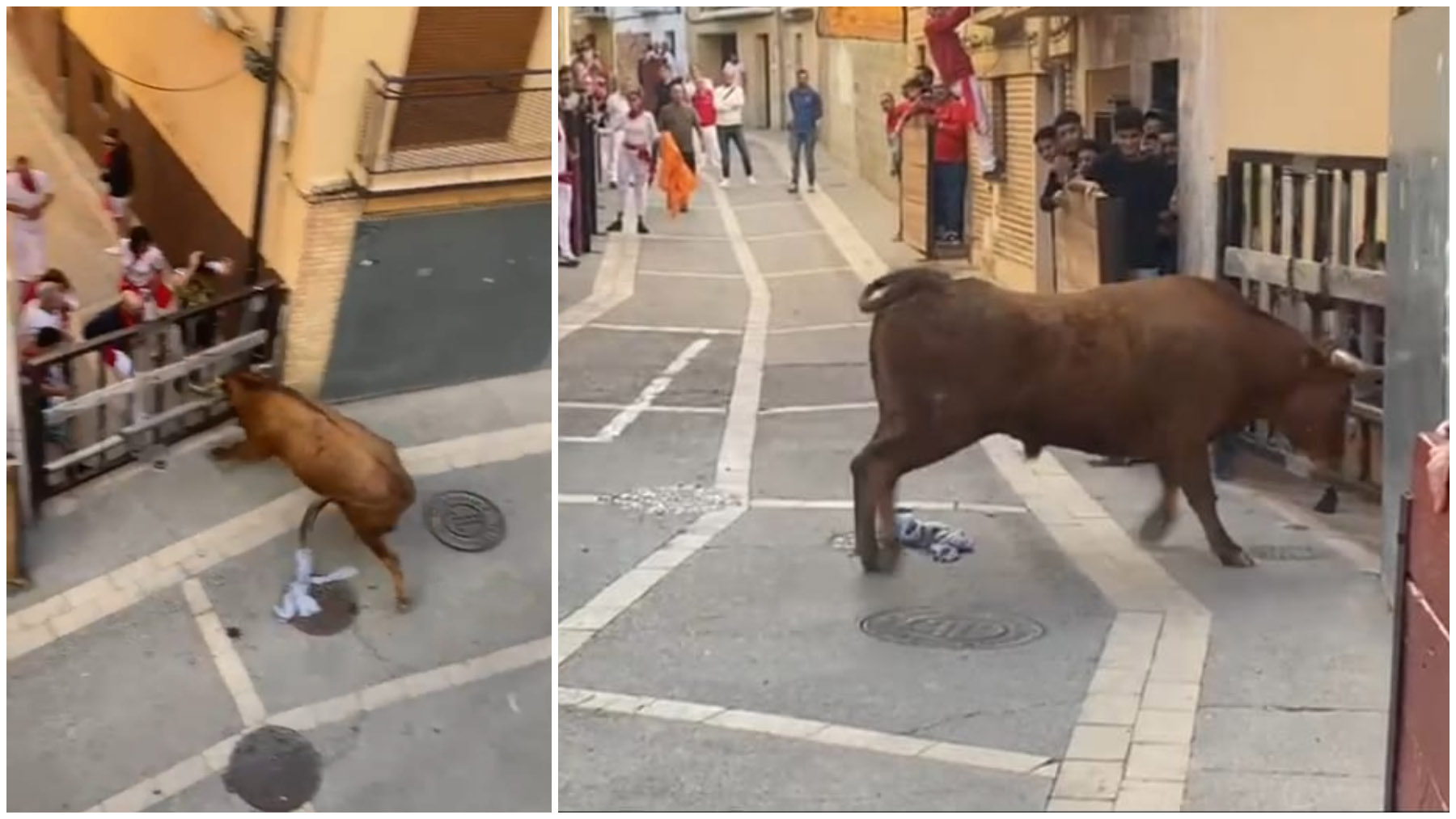 Alerta máxima en un pueblo navarro: un toro se escapa del encierro y piden a los vecinos no salir a la calle