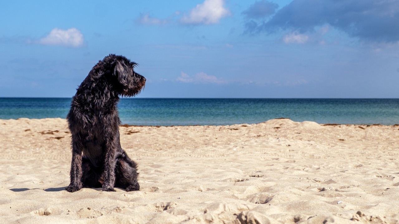 Ayamonte: denuncian la muerte por "envenenamiento" de varios perros en la playa de San Bruno