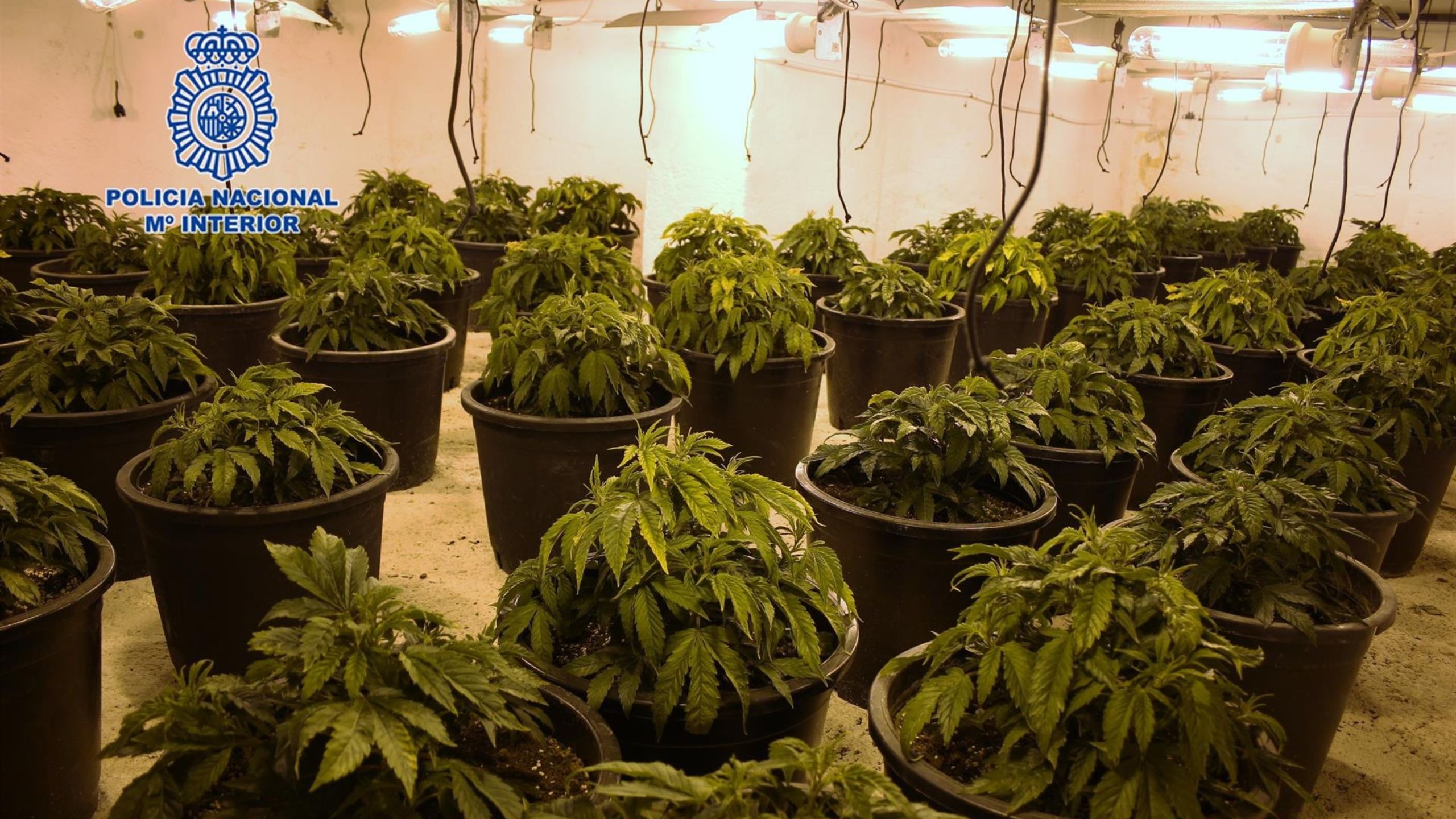 Cultivar 100 plantas de marihuana es un "poderoso indicio" de su destino al tráfico de droga