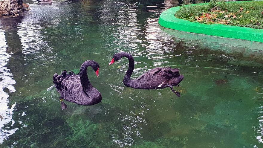 Foto del parque donde se han visto por última vez a los cisnes desaparecidos