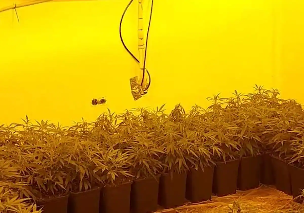 Cae una red internacional de cultivo y tráfico de marihuana desde el Valle del Guadalhorce