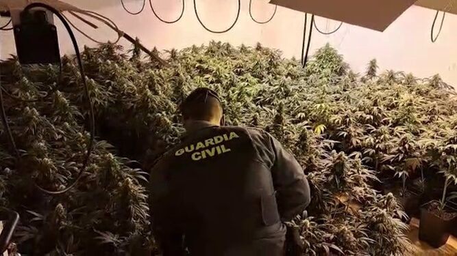 Desarticulan nueve centros de producción de marihuana en siete operativos paralelos en la provincia