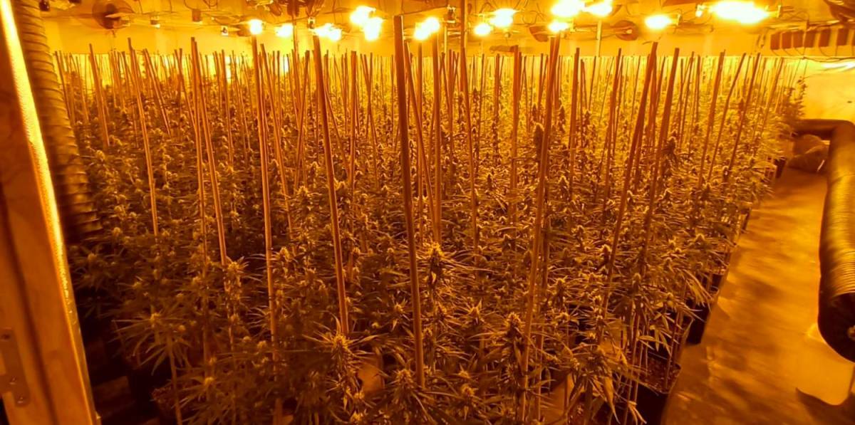 Desmanteladas en un día dos plantaciones de marihuana en Reus