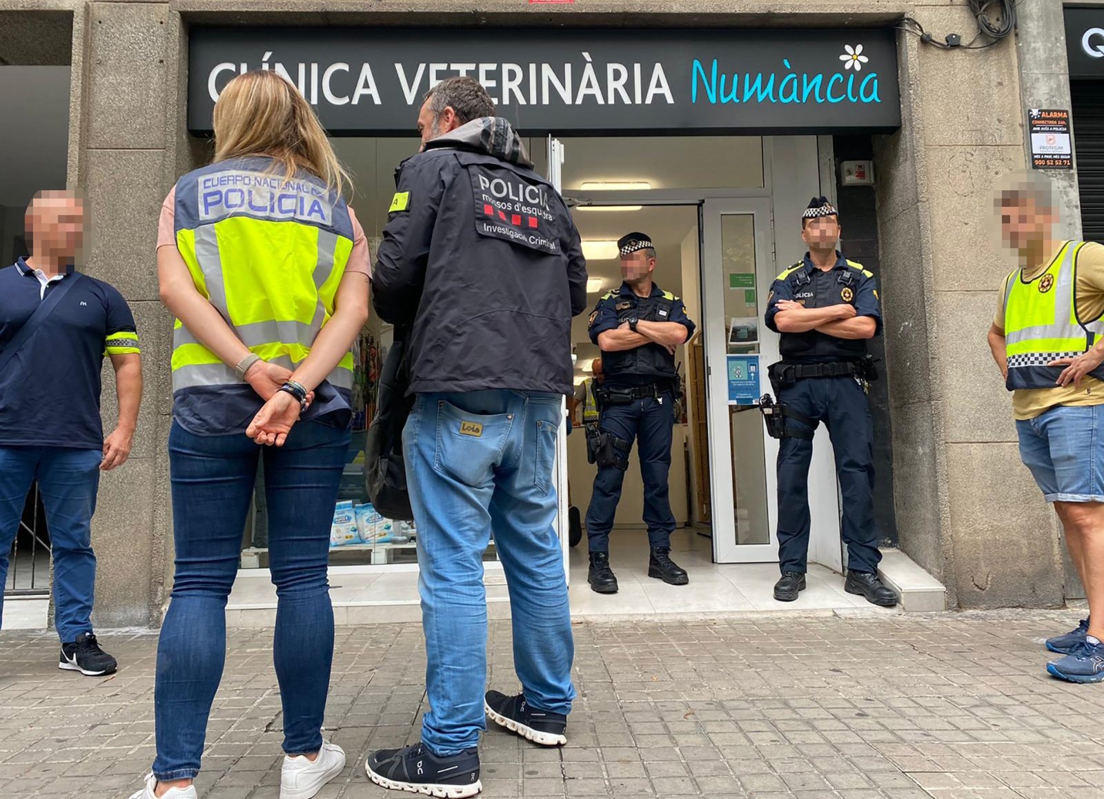 Desmantelan banda criminal que compraba y vendía miles de perros y gatos ilegalmente: 400 animales rescatados