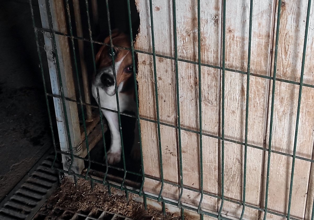 Detienen a tres hombres en Girona por sobreexplotar sexualmente a perros en criaderos ilegales