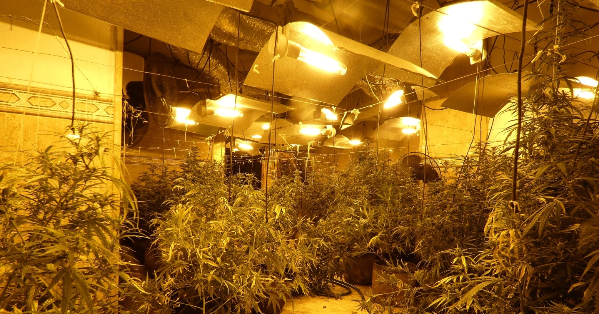 Desmantelan cuatro plantaciones de marihuana en Lleida y detienen a ocho personas en un operativo de los Mossos d’Esquadra