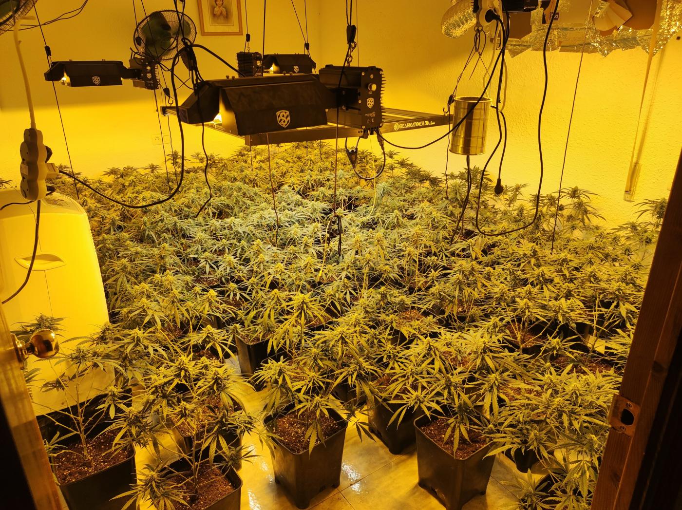 Plantación desmantelada en una vivienda de Canjáyar (Almería). - GC