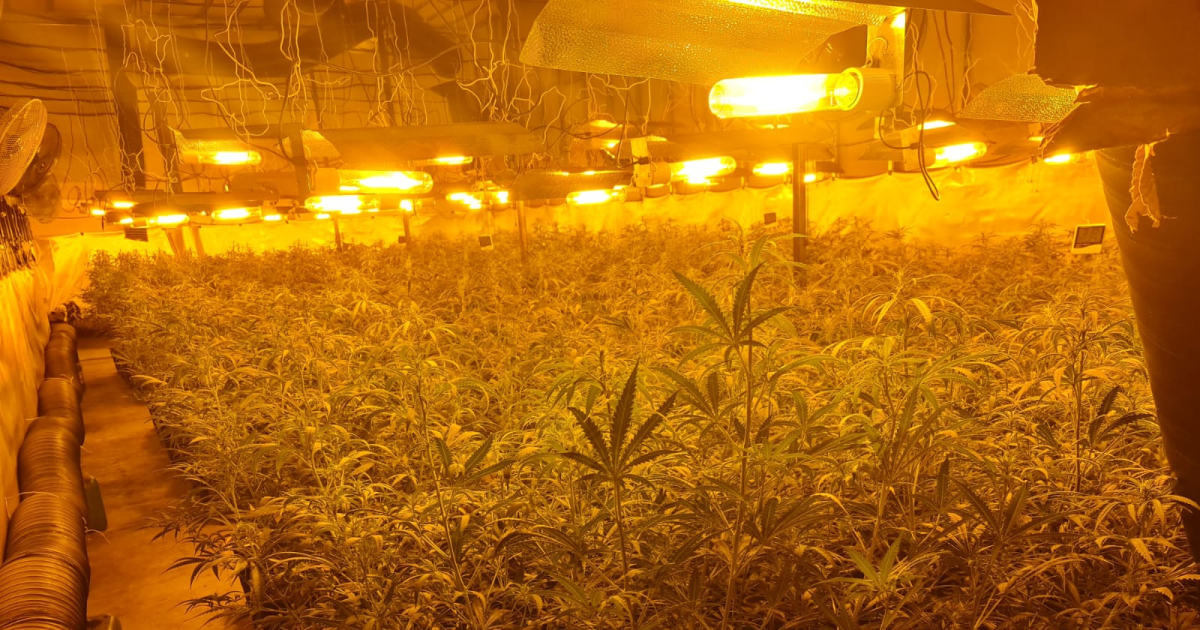Desmantelan ocho plantaciones con más de 7.000 plantas de 'maría' y 33 kilos de marihuana en cogollos en Lleida