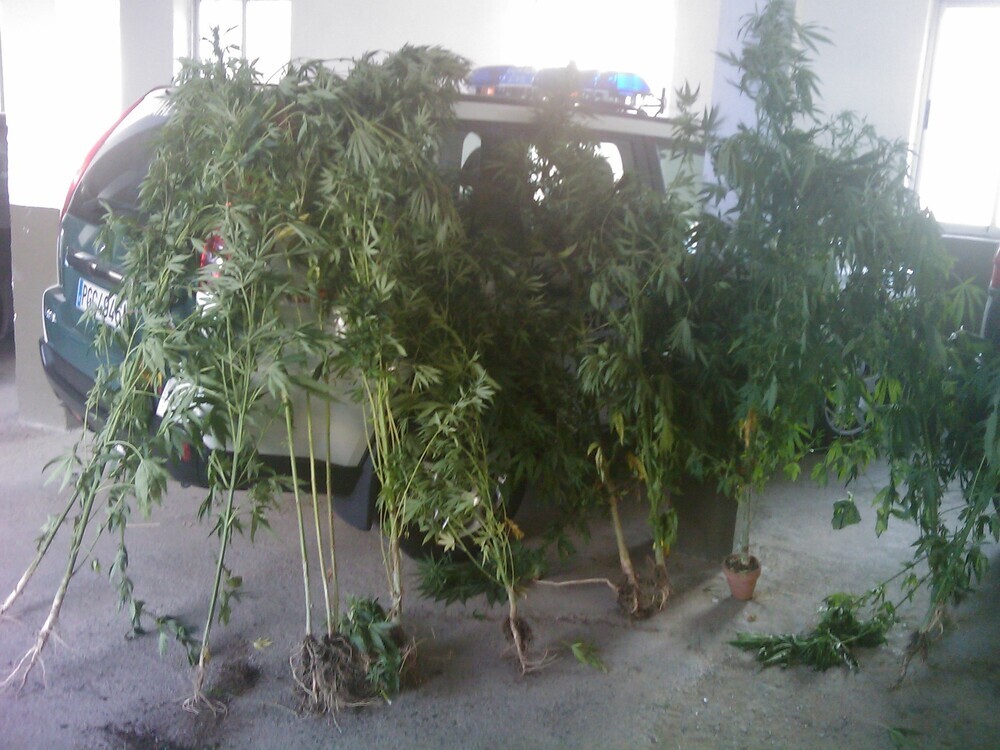 Detenido en Ávila con más de 1 kilo de marihuana en su vehículo y conductor sin licencia