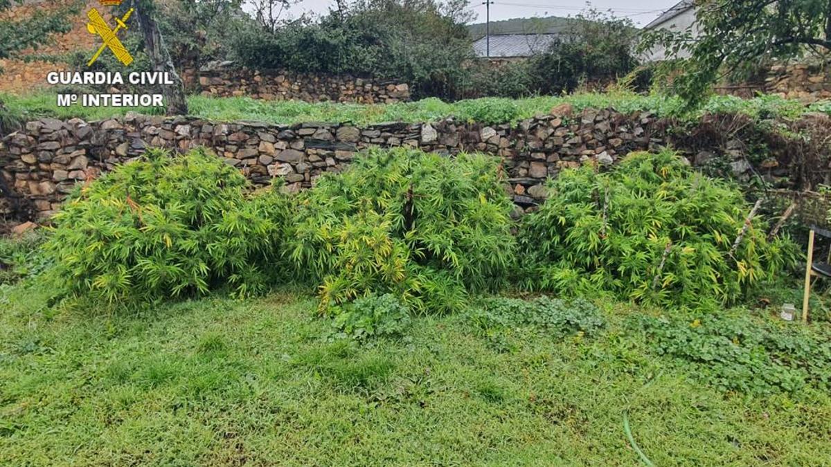 Parte de las plantas incautadas en Tedejo