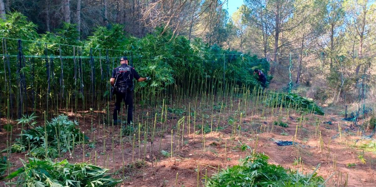 ‘Pinchar’ la red municipal de agua para regar una plantación de marihuana