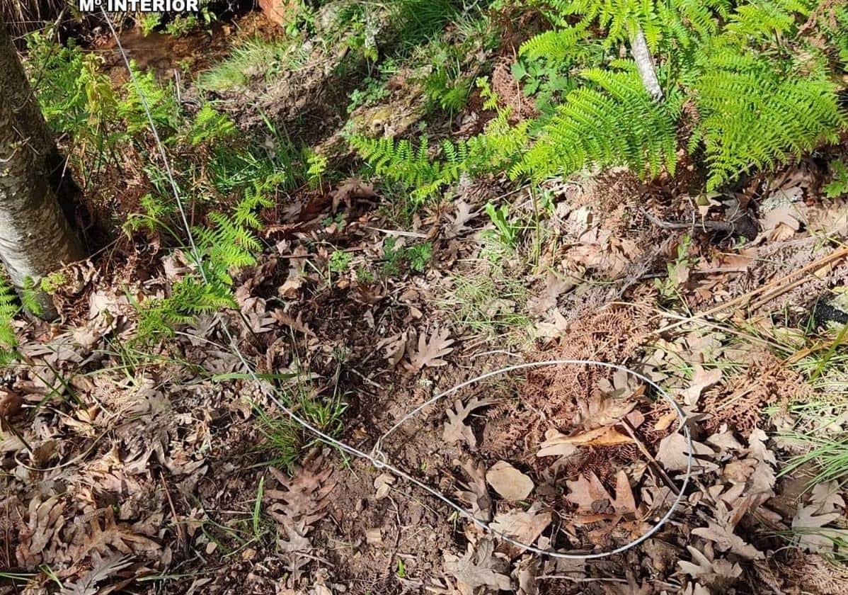 Detenidos dos individuos por uso de lazos metálicos en caza ilegal de especies protegidas en una zona Red Natura 2000