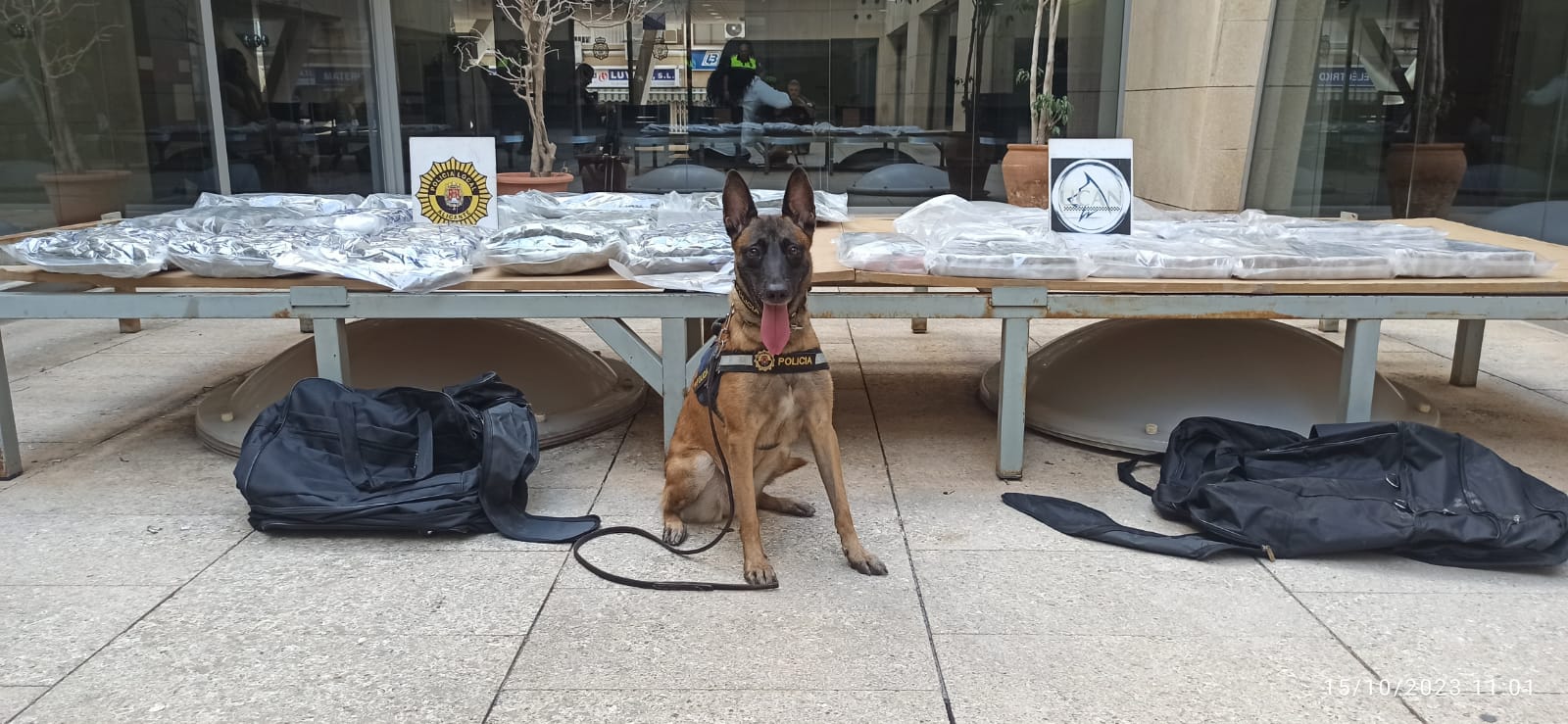 Interceptan 56 kilos de marihuana en un autobús en Alicante y detienen a sus tres conductores