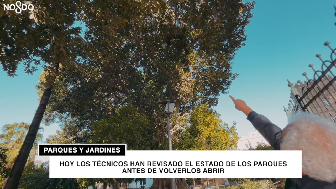 Acordonan la zona de los ficus históricos de Jardines de Murillo tras Aline