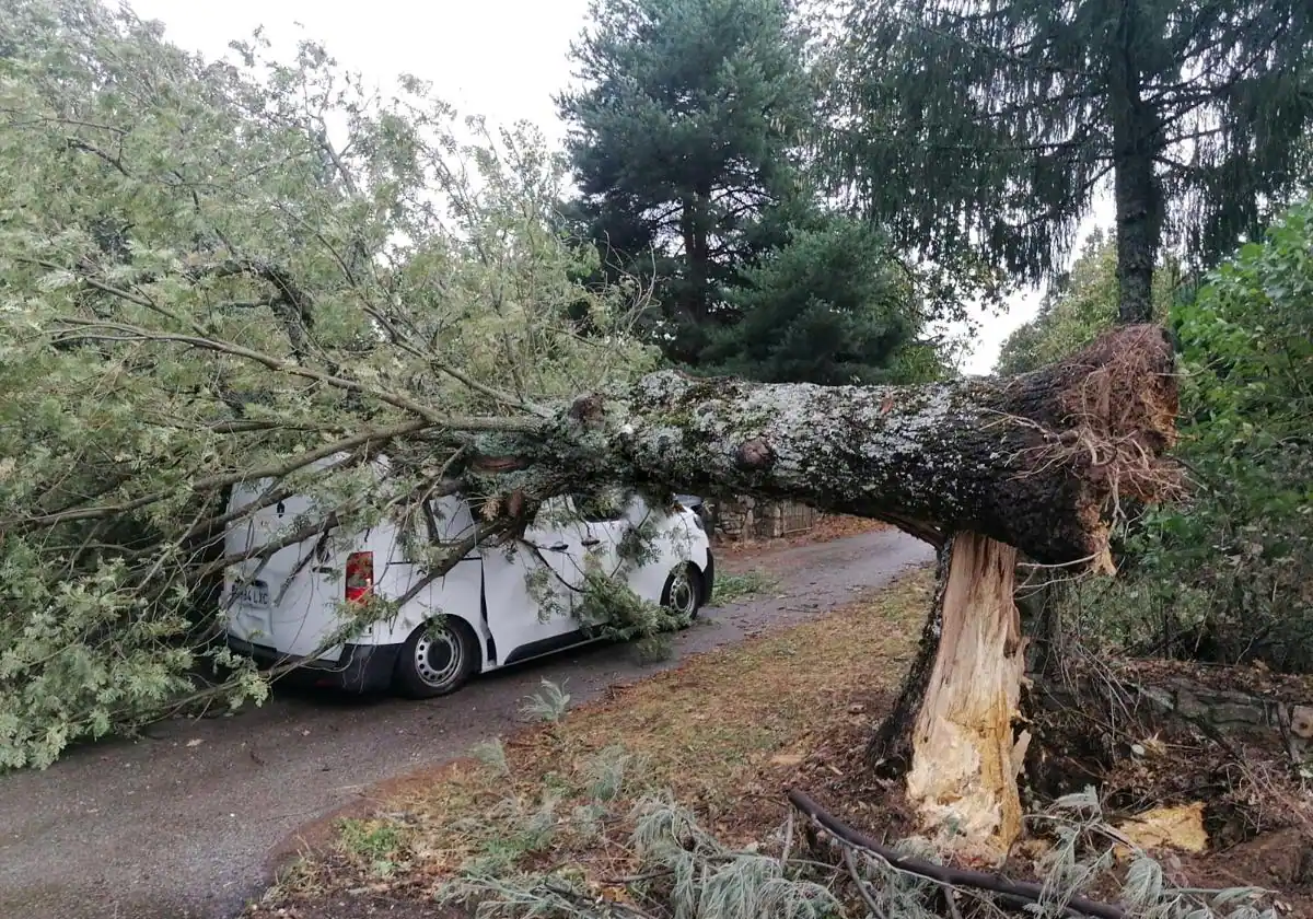 Colapso de llamadas por el viento en Salamanca: un árbol caído golpea a un hombre