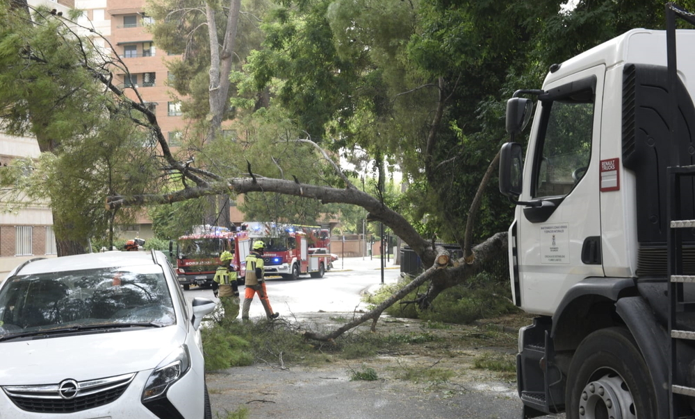 Susto por la caída de un árbol en el Parque Abelardo Sánchez