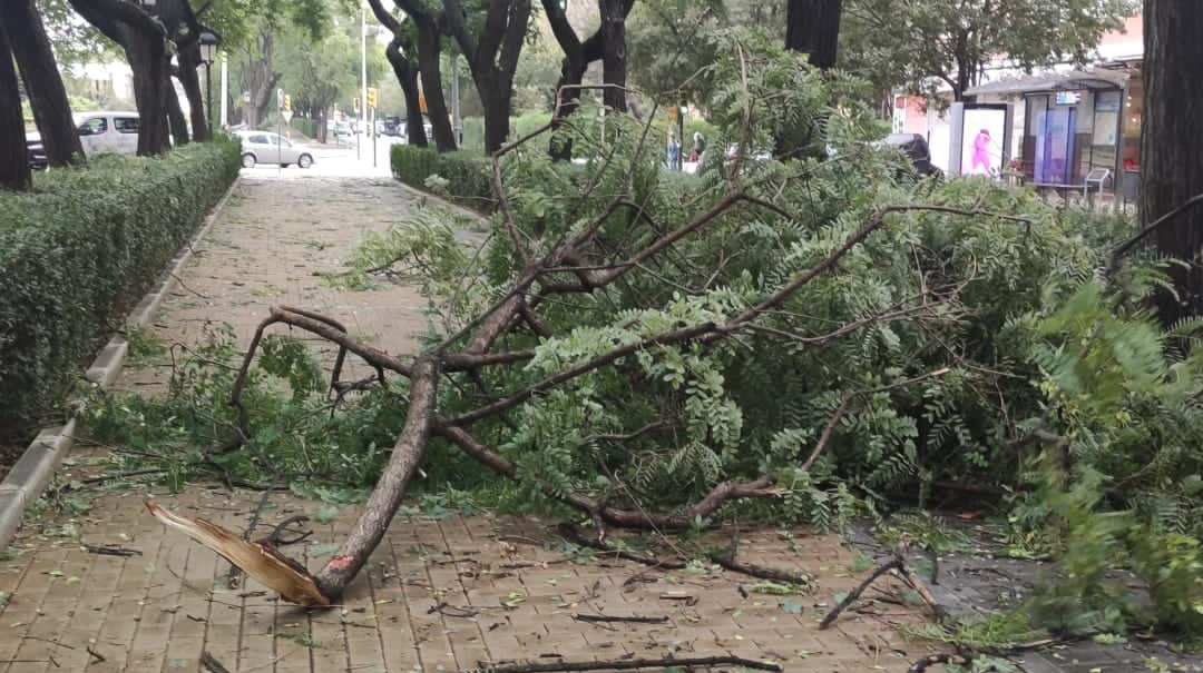 Caen más de una veintena de ramas y árboles en toda la ciudad de Huelva