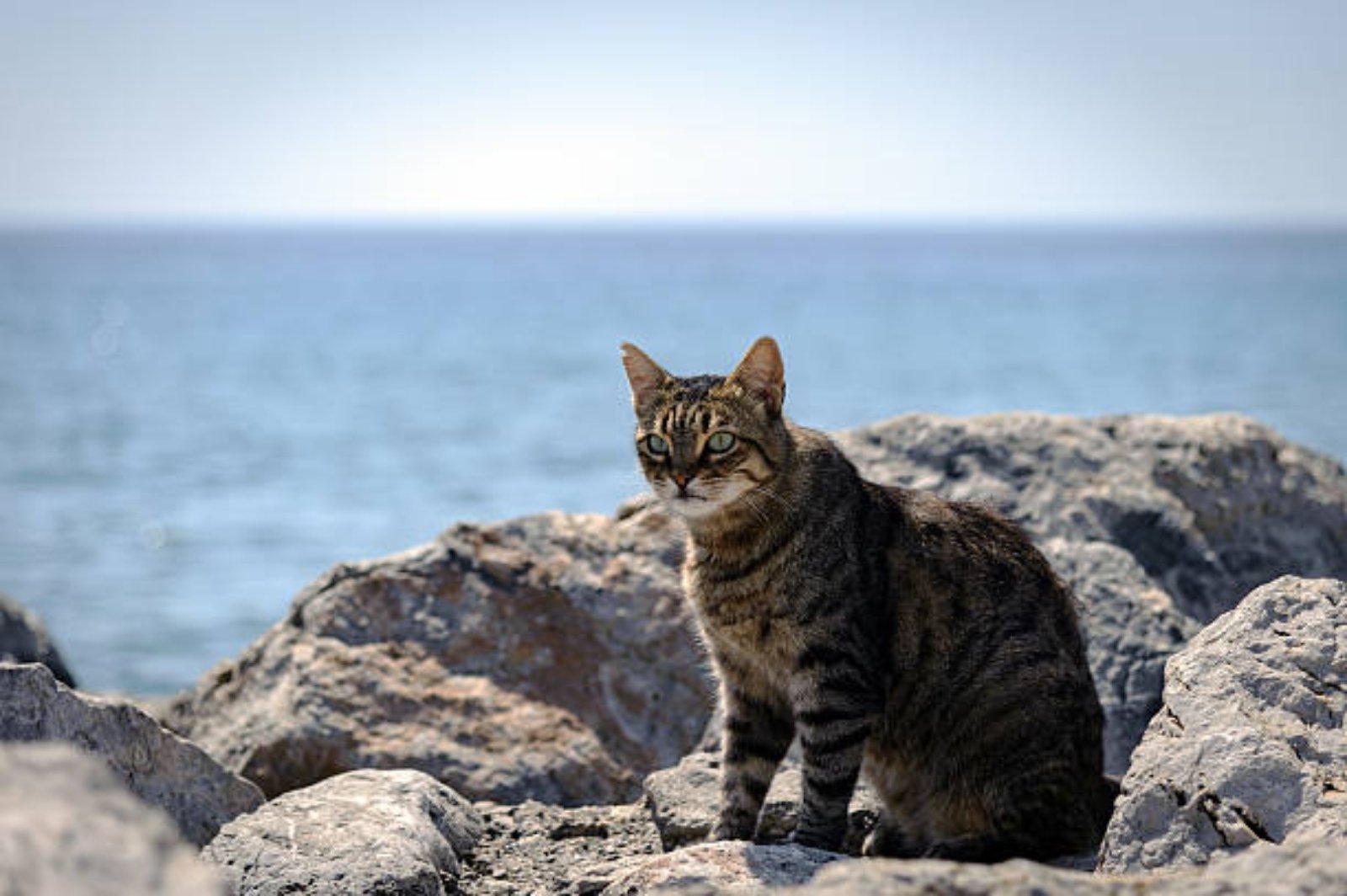 Maltrato animal en Barcelona: mata a tres gatos atacándolos con sus perros en la Barceloneta