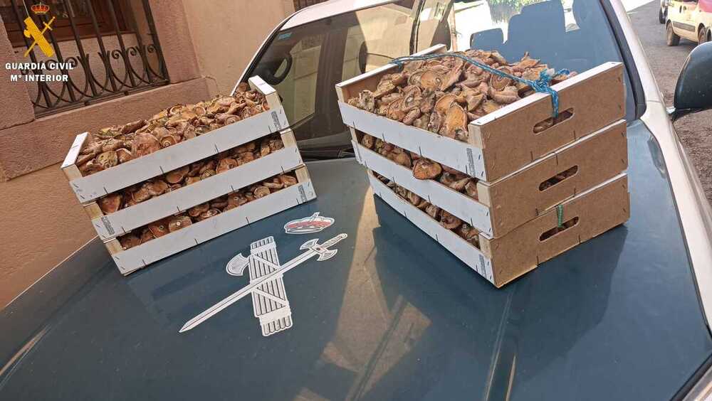 Pillados con 24 kilos de níscalos y sin permisos