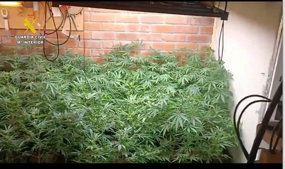 Localizan otra plantación indoor de marihuana en Blascosancho