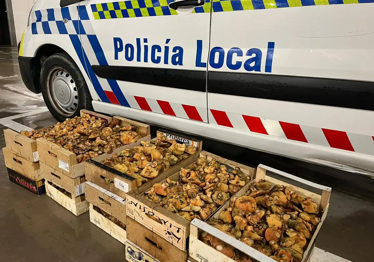 Sucesos Burgos: Incautan 62 kilogramos de níscalos en Aranda