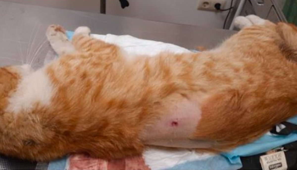 Intentan matar a tiros a dos gatos y un perro en Llagostera: un felino fue sacrificado tras quedar parapléjico