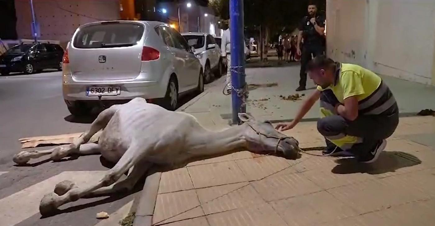 Yegua encontrada desnutrida en Almería. - RRSS AYUNTAMIENTO DE ALMERÍA