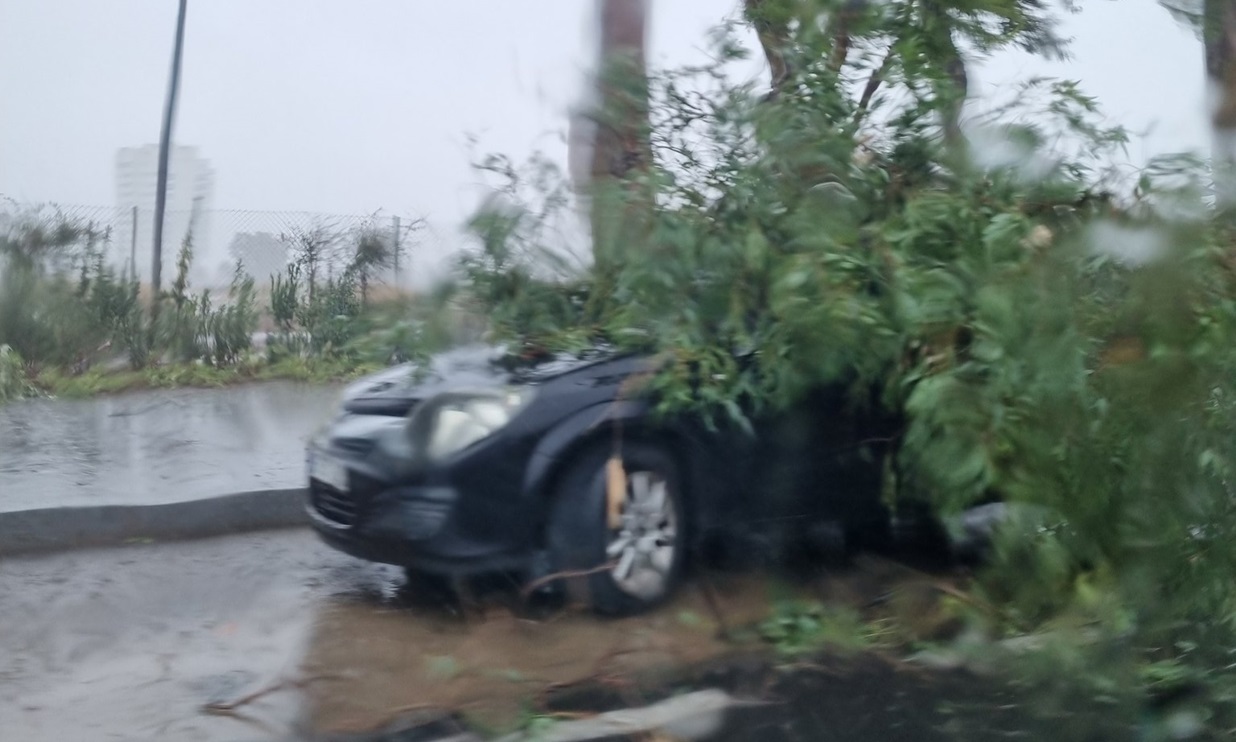 Caen árboles junto al Nuevo Colombino afectando a varios coches