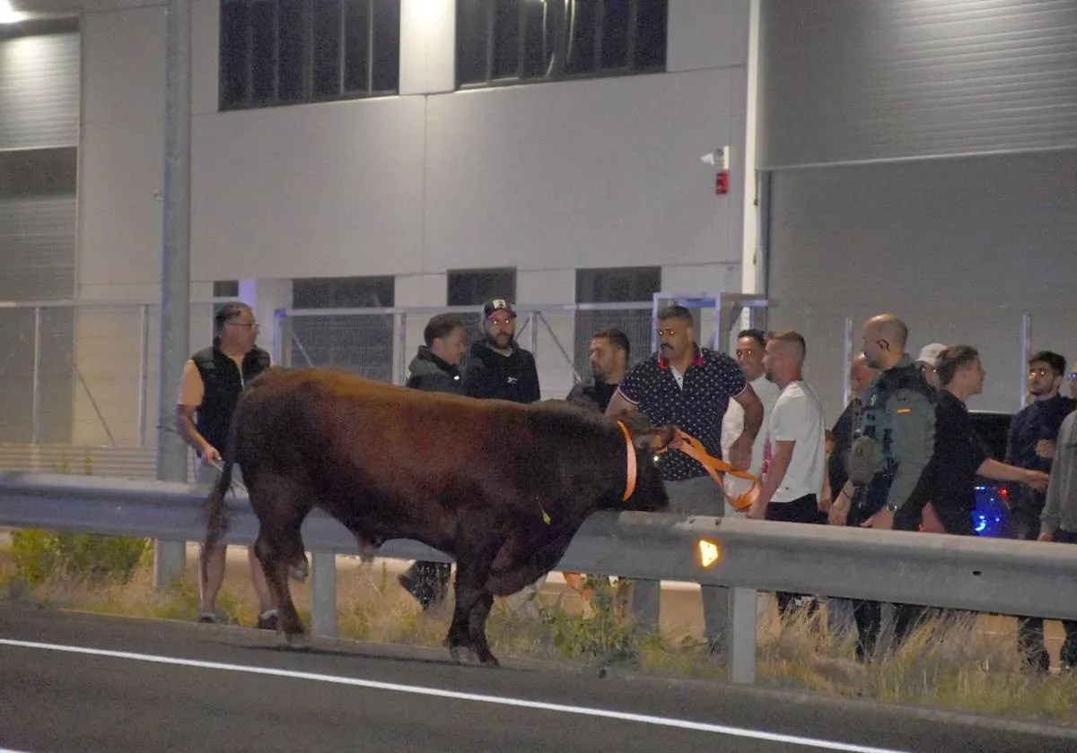Toro escapado del matadero de Calahorra obliga a cortar la N-232 durante cuatro horas