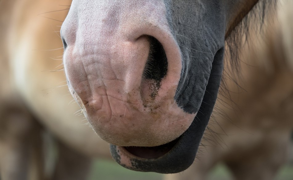 Investigan a un hombre por maltrato animal tras hallar un caballo en estado de extrema desnutrición en La Rioja