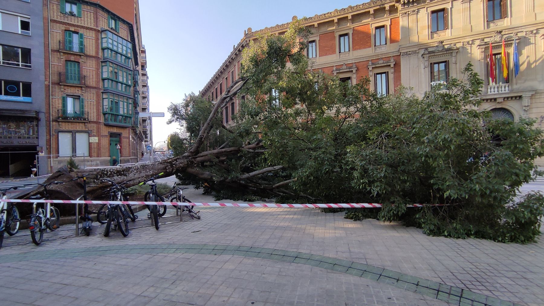 Tocado y hundido: un gigantesco árbol se cae en el centro de Pamplona y tumba una farola