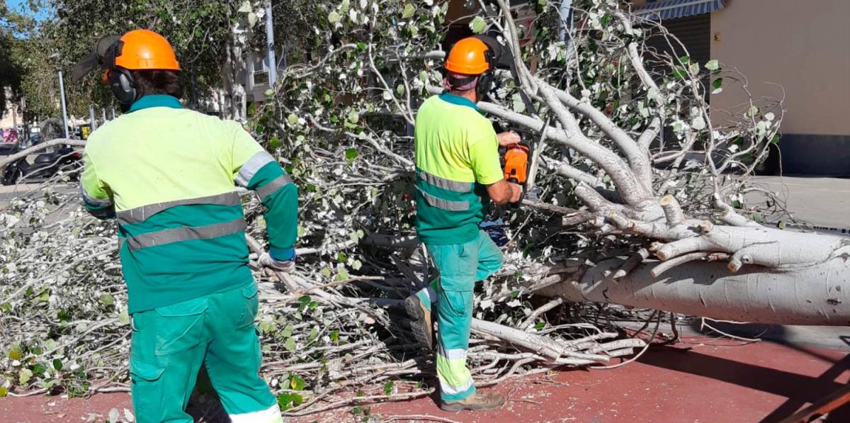 Un árbol cae cerca de un parque infantil de Vila-seca