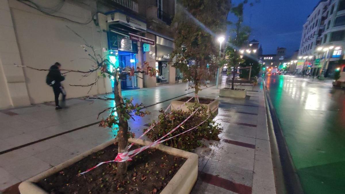 El ejemplar de árbol en Ordoño II fue partido por la mitad y retirado horas después por completo.