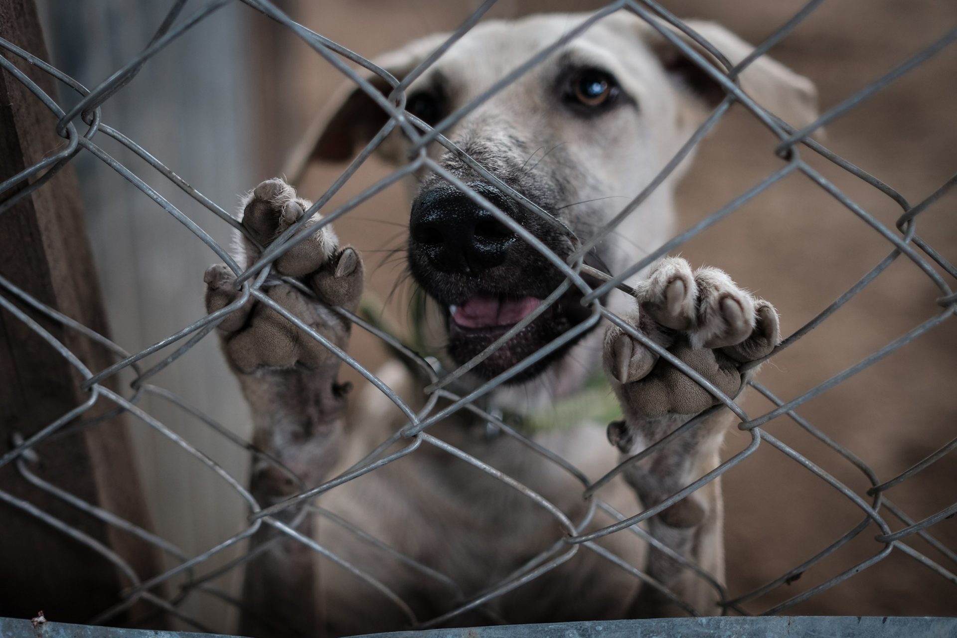 ¡ÚLTIMA HORA! Niña de 5 años en estado grave tras cruel ataque de perro en Fornelos de Montes