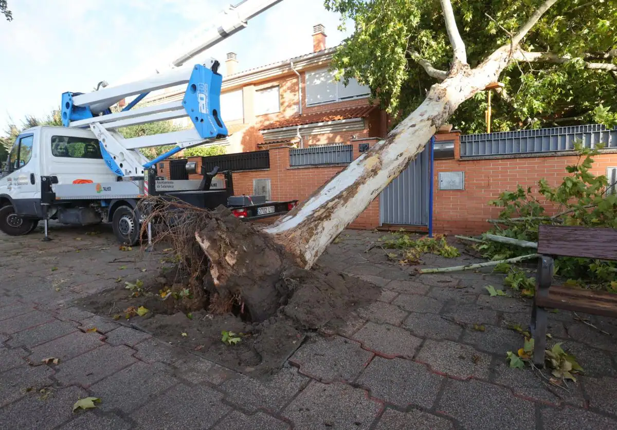 Un árbol cae sobre una casa en Salamanca derribado por las rachas de viento
