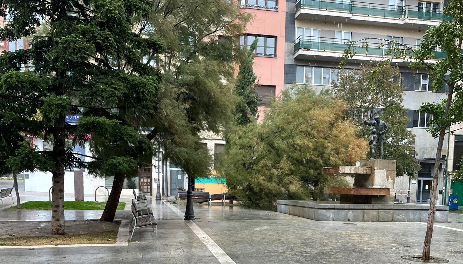 Árbol caído en la Plaza del Maestro 2