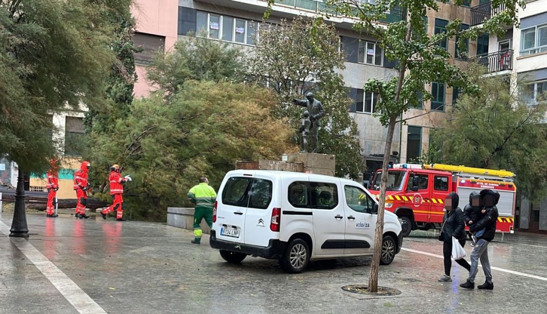 Cortada la Plaza del Maestro por la caída de varios árboles
