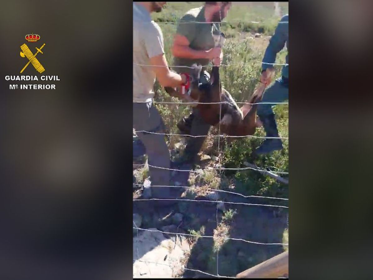 Rescatan a muflón debilitado y herido atrapado en una valla cinegética en Valencia