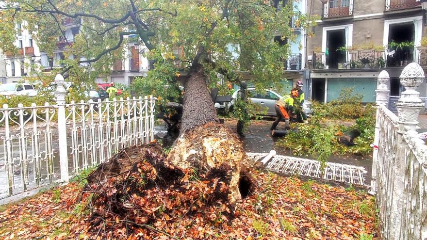 Azpeitia: El retoño del árbol de Gernika cae encima de dos coches