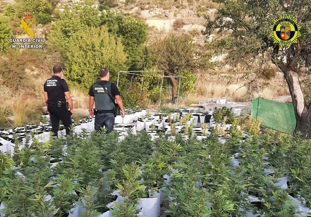 Desmantelan una plantación de marihuana con más de 700 plantas y detienen a dos personas en Relleu
