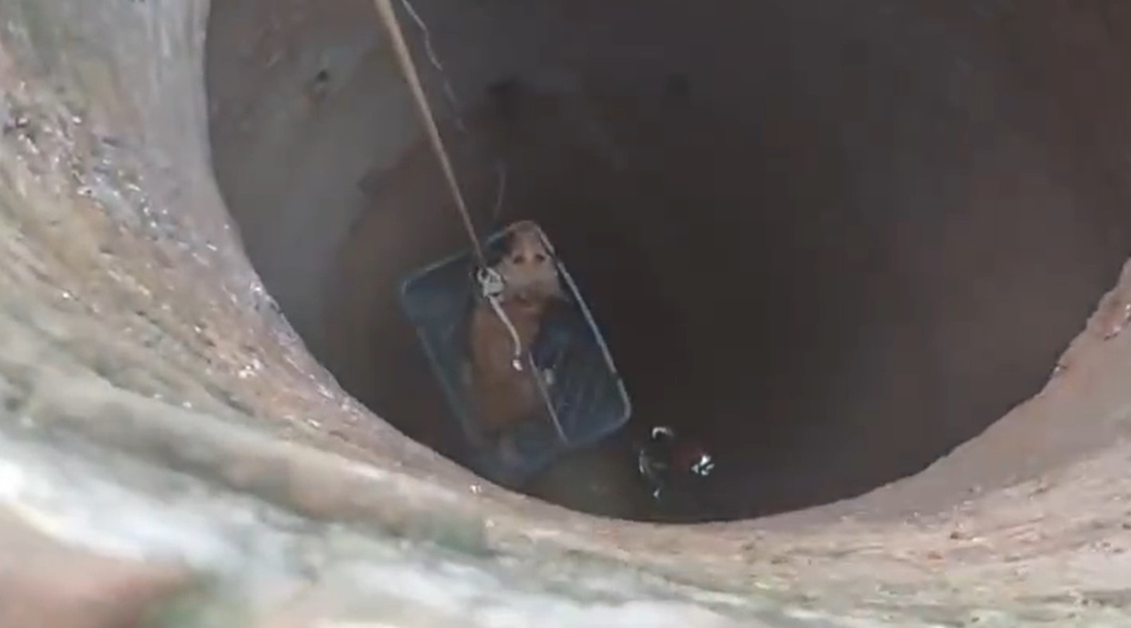 Agentes del SEPRONA y Bomberos rescatan a un perro atrapado en un pozo en Azuaga