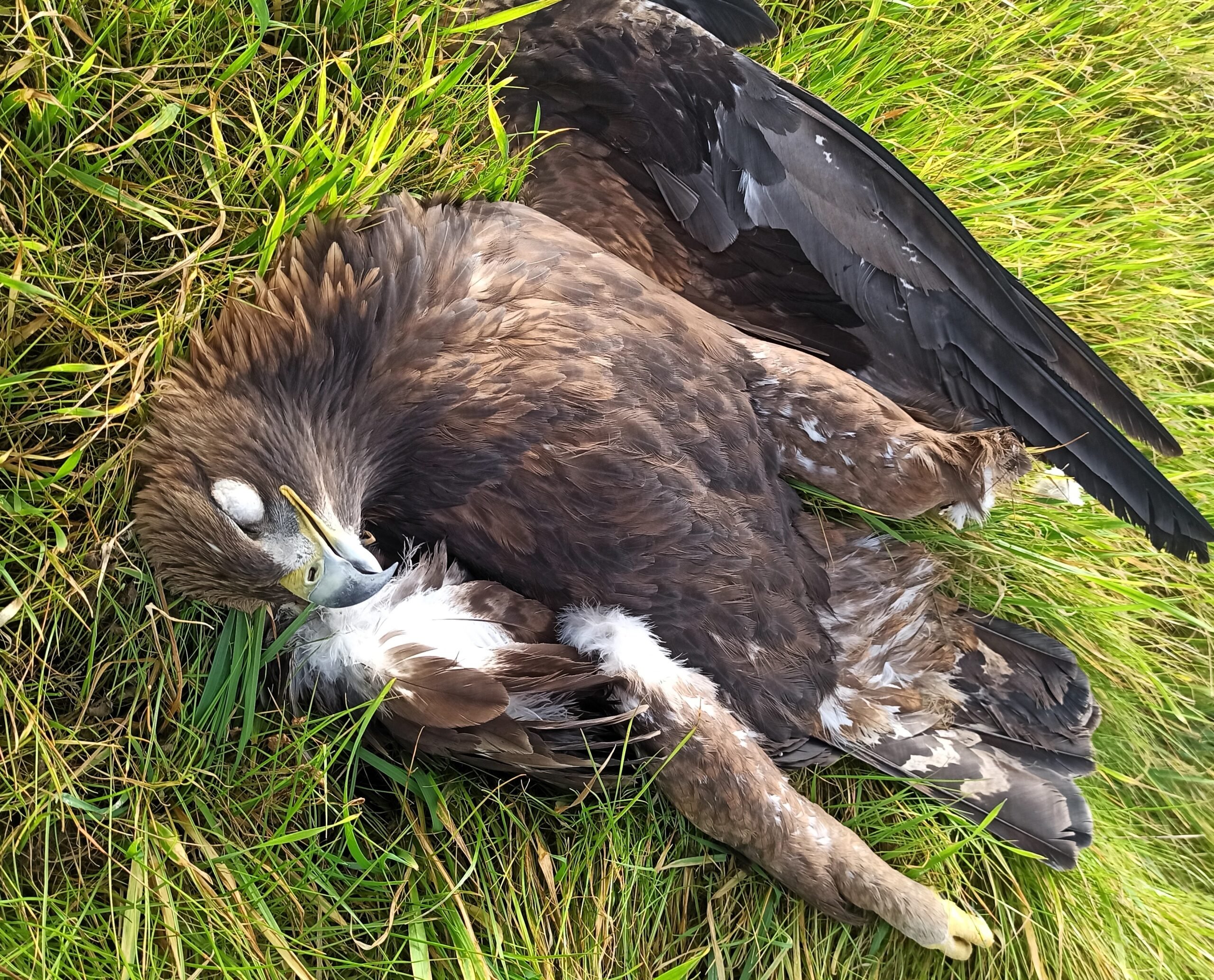 Ha muerto electrocutada un águila imperial en un pueblo de Guadalajara