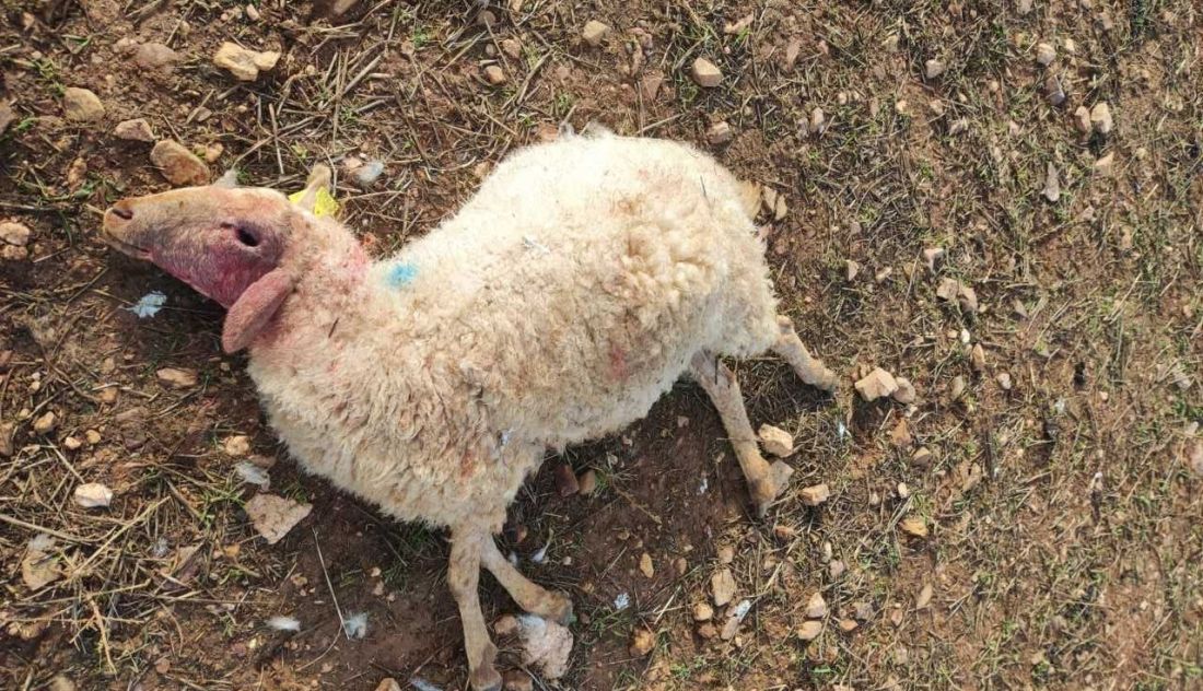 Segundo ataque de lobos en menos de 24 horas en la misma explotación de Zamora