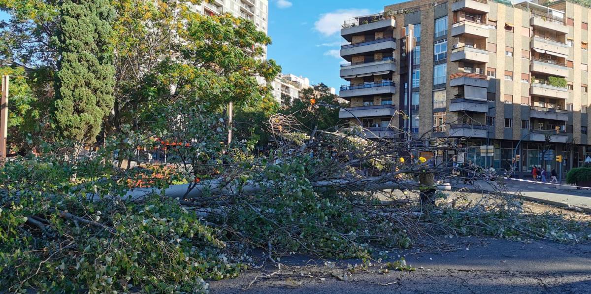 Árbol de grandes dimensiones cae en La Plaça Imperial Tarraco de Tarragona, cortando el tráfico sin causar heridos