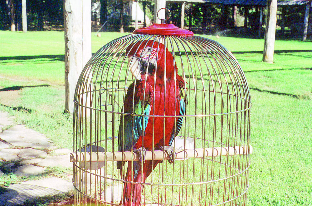 Rescatan con vida un guacamayo en un árbol de la capital
