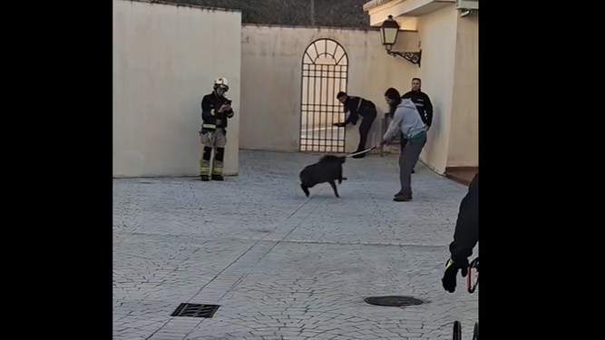Rescatan a un jabalí que quedó atrapado entre las barras de acero de una urbanización de Salobreña