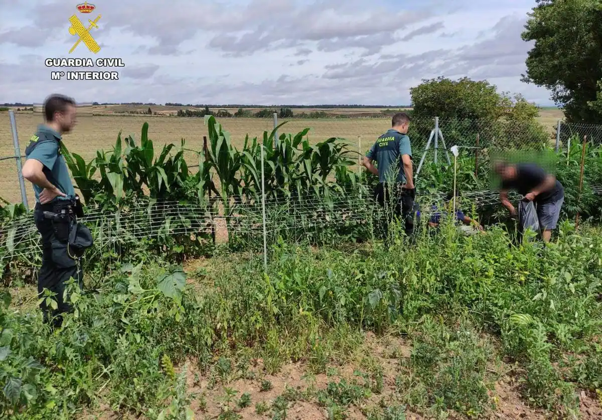 Localizada desde el helicóptero de la Guardia Civil una plantación de marihuana oculta en Cañas